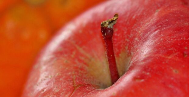 2023 Capital  Apple & Wine Festival,
